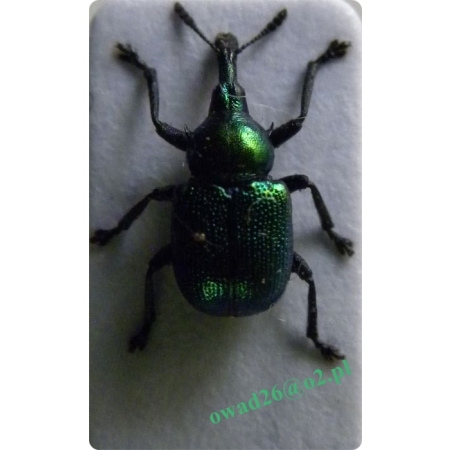 Byctiscus populi (Linnaeus, 1758) Tutkarz osinowiec